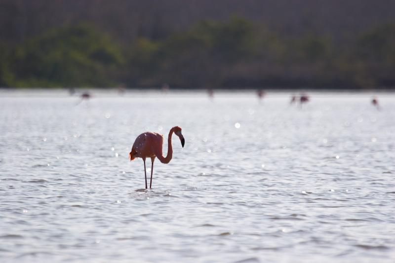 Greater Flamingo